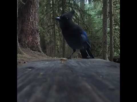 These stellar's jays were FEARLESS.  beware equally fearless gray jays, chickarees, raccoons, and slightly more skittish nighttime campsite visitors like black bears and deer.
