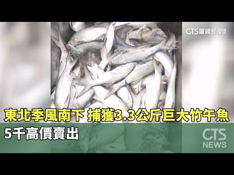 東北季風南下！　捕獲3.3公斤巨大竹午魚　5千高價賣出