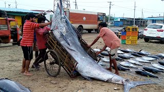 Worlds Largest Live Fish Cutting Market | Amazing Biggest Fish Markets In India | Sea Food Market