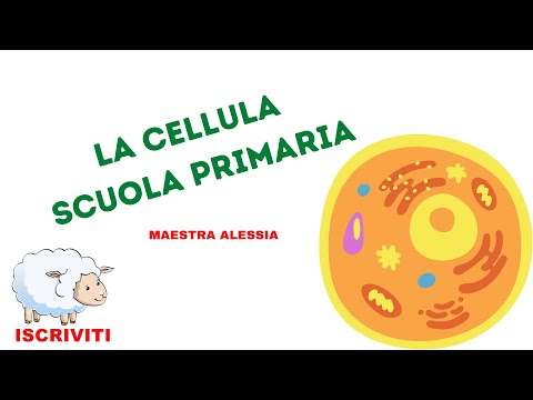 La cellula scuola primaria