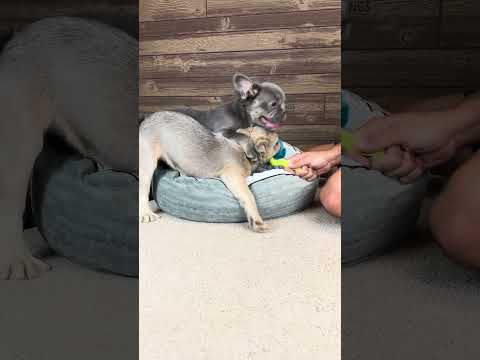 Video 6