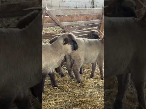 , title : 'Leicester, Suffolk #овцеводство #sheep #sheepfarming'