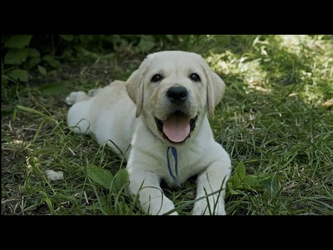 「ザ・クラウン」:フマユーン・サイードは心臓外科医のハスナット・カーンを演じていますか?