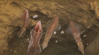 Consigli di pesca a EGING al CALAMARO in scogliera e CATTURE multiple