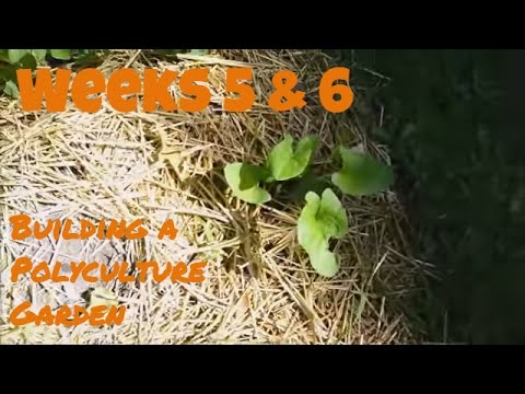 Weeks 5 and 6 Building a polyculture garden