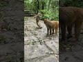 Monkey Are Smoking In Drugs Nasedi Monkey Mokey Monkeymemes Animallife Animallovers Views Shorts