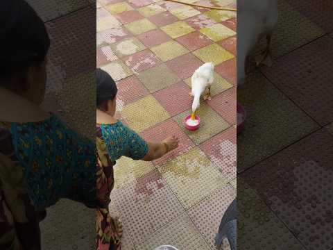 Quackers on the Run! When Feeding Your Duck Becomes a Hilarious Chase