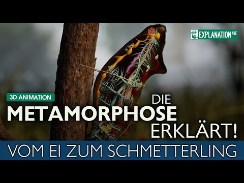 DIE METAMORPHOSE ERKLÄRT - 3D Animation - Vom Ei zum Schmetterling 🦋