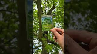 Pokemon in the wild #pokemon #pokemoncards #reels #tcg