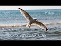 красивое видео море чайки 