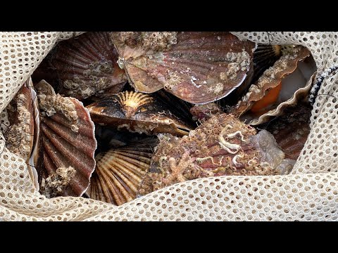 Diving For Scallops In Scotland - Shore Dive