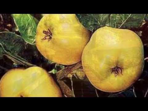 Žute Dunje ~ Indexi