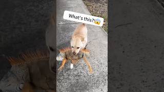 Dogs bring their friends home😆🐶 #funny #dogs #funnypets