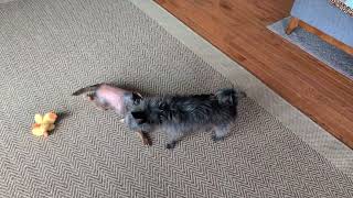 Video preview image #1 Chihuahua Puppy For Sale in Cary, NC, USA