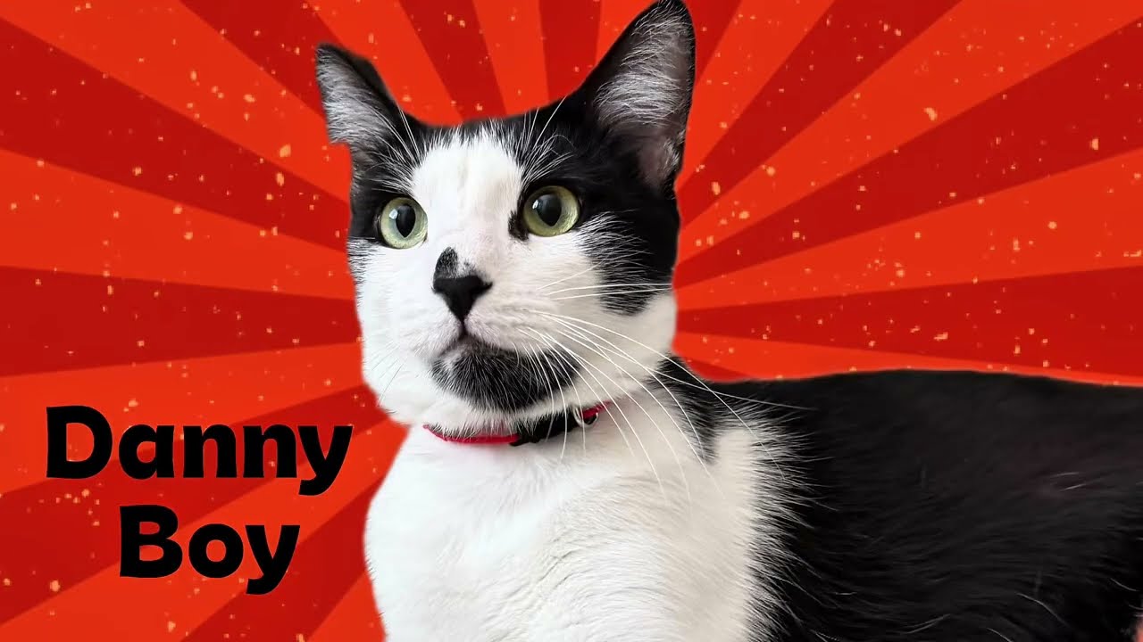 Danny, a Adoptable Tuxedo in Laguna Woods, CA video 4/6