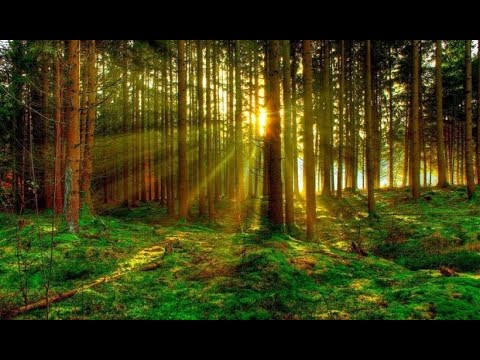 STEFANO MANCUSO Trees help each other