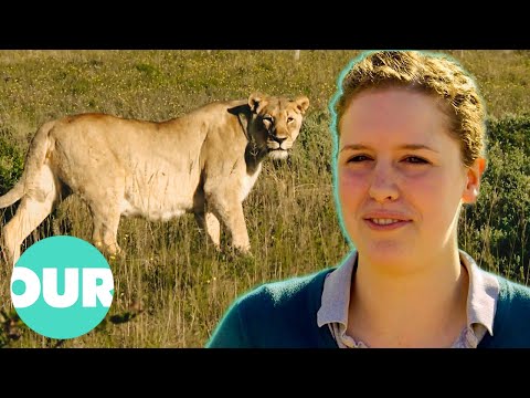Trainee Vet Meets Lion For The First Time | Safari Vet School Ep2 | Our Stories