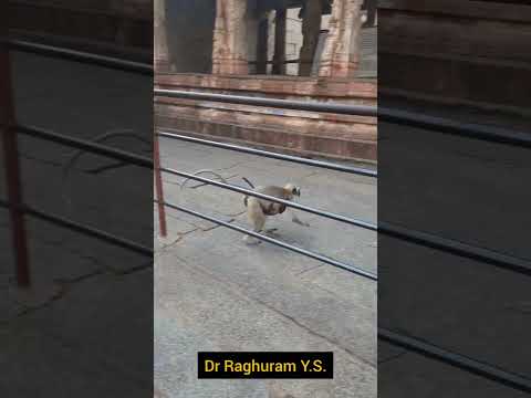 "Monkey Zone" in Sri Virupaksha Swamy Temple, HAMPI | UNESCO World Heritage Site