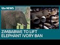 Elephant Ivory Ban What Does This Mean For Zimbabwe ITV News
