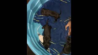 Curly Coated Retriever Puppies Videos