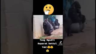 Download lagu Squad Kingkong kehujanan😂🤣, lucu bikin ngakak || STORY wa 30 detik mp3