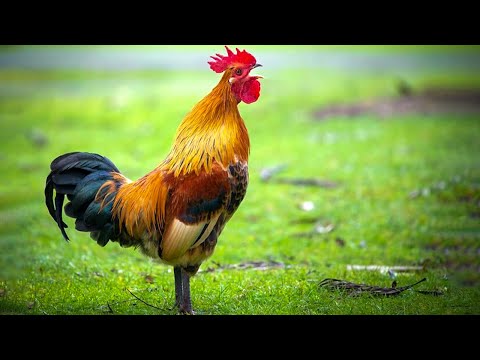 Rooster Crowing Compilation Plus - Rooster crowing sounds Effect 2023