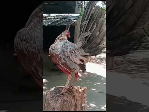 El Marino 🐓🙌🏼✅.  #gallos #gallosfinos #gallosblancos #gallosdepelea #pollo #pollitos