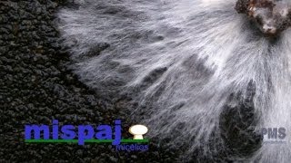 preview picture of video 'Vídeo coporativo de micelios para seta y champiñón en Pradejón Mispaj micelios'