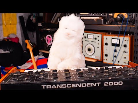 I Hired A Kitty Backing Band, And Paid Them In Tinned Tuna