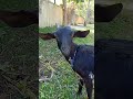 Female Goat Sound