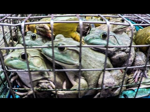 Alive Food in Chinatown Complex Wet Market - Frogs, Crabs, Fish. Singapore Street Food