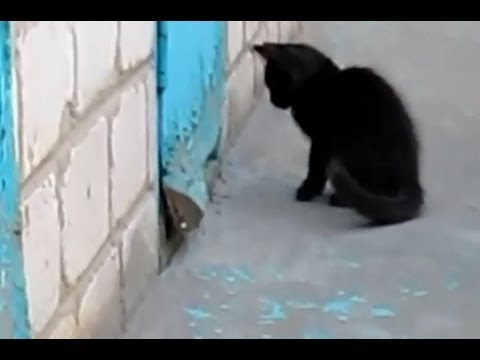 Hell Froze Over: Cat Saves Dog!