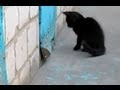 Gato ayuda a escapar a un perro