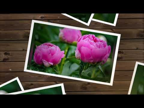 All Different Types of Flower category