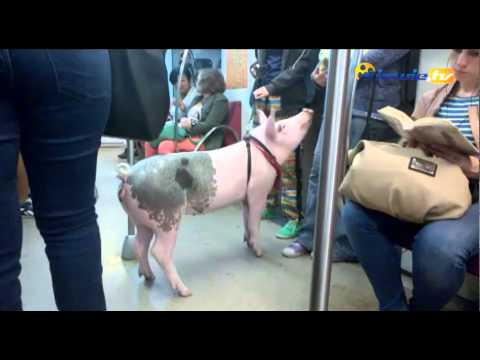 ŚWINIA W METRZE CZYLI EKSTRAWAGANCJA I... ELEGANCJA - siewie.tv