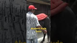 Download lagu Begini kuda 'Zorro' dilatih menari mp3