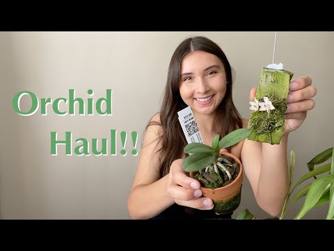 I bought some new orchids