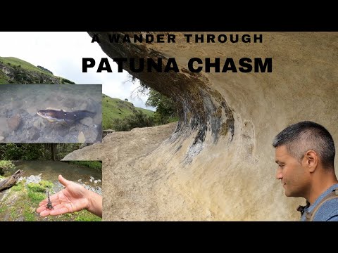 Amazing Walk in Rural New Zealand (Patuna Chasm) Eels, Bees and Awesome rock formations!