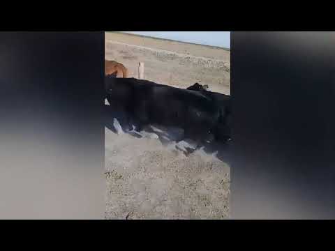 Novillos en Garabato, Santa Fe