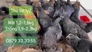 Thứ ba 01/07
