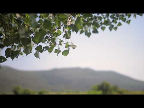 Vrgorska polja Rastok i Bunina, polja su nasada najslađih jagoda