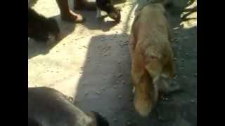 MARIA FEEDING HER DOGS.3gp
