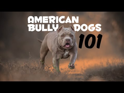 American Bully Dogs 101; Everything You Should Know