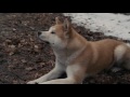 AFFIRM Films Presents Hachi A Dog S Tale