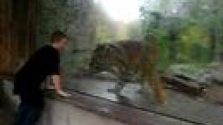 preview picture of video 'pittsburgh zoo tiger plays with kid'