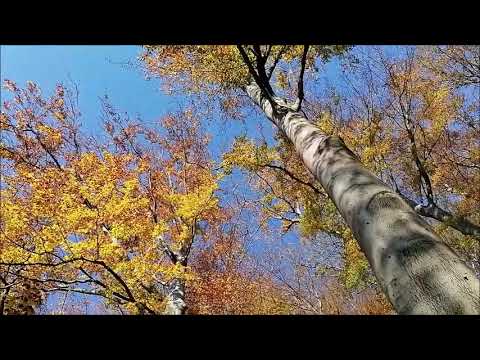 Lap Run Ning Hkri ( Guitar only )