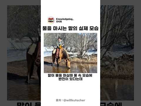 물을 마시는 말의 실제 물 속 모습