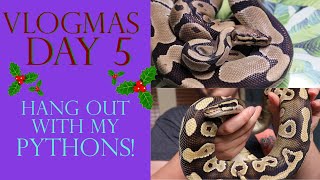 Vlogmas Day 5 | HANG OUT WITH MY PYTHONS!