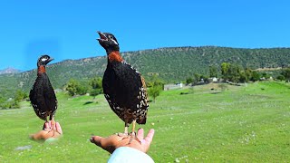 Black Francolin Voice | Kala Teetar Awaz