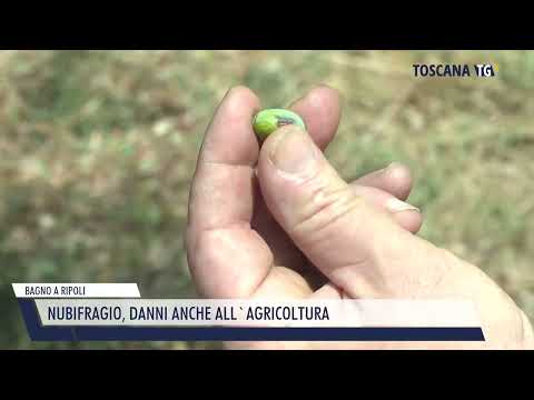 2022-08-17 BAGNO A RIPOLI - NUBIFRAGIO, DANNI ANCHE ALL'AGRICOLTURA